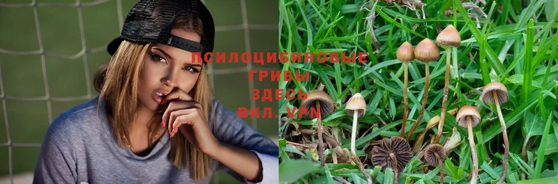 МЕГА как зайти  закладки  Костомукша  Галлюциногенные грибы Magic Shrooms 